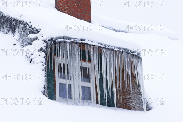 Icicles on a snow-covered thatched roof in front of a window during snow flurries in winter, Schleswig-Holstein, Germany