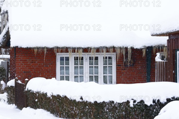 Icicles on an old thatched house covered with snow during snow flurries in winter, Schleswig-Holstein, Germany