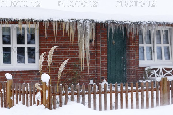 Icicles on a decrative old thatched house covered with snow in snow flurries in winter, Schleswig-Holstein, Germany