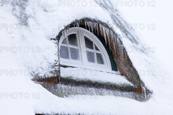 Icicles on a thatched roof covered with snow in front of an icy window in winter, Schleswig-Holstein, Germany