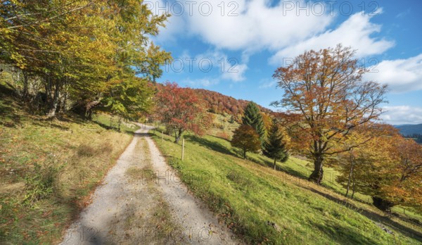 Hiking trail on Schauinsland, dirt road through meadows with old beech trees in full autumn colors, Black Forest, Baden-Württemberg, Germany