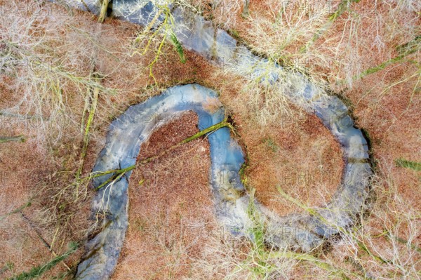 Meander of a low mountain stream in winter with beech forest, vertical aerial view, drone shot, Melle, Osnabrück district, Lower Saxony, Germany