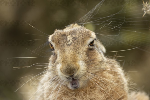 European brown hare (Lepus europaeus) adult animal head portrait, England, United Kingdom