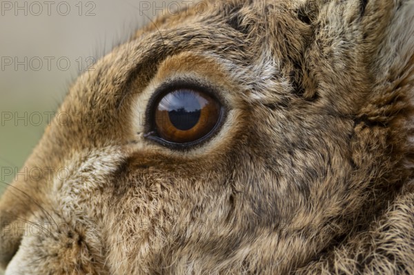 European brown hare (Lepus europaeus) adult animal close up of its head and eye, England, United Kingdom
