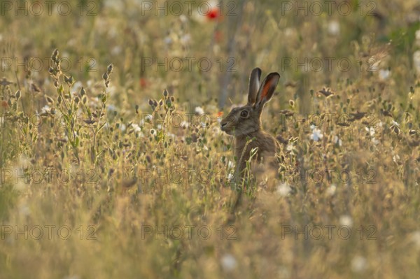 European brown hare (Lepus europaeus) adult animal feeding in a field amongst wild flowers in summer, England, United Kingdom