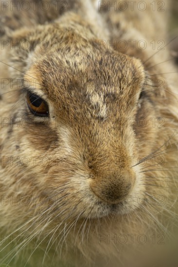 European brown hare (Lepus europaeus) adult animal head portrait, England, United Kingdom