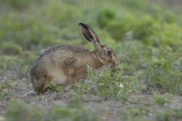 European brown hare (Lepus europaeus) adult animal feeding on a plant in a farmland field in summer, England, United Kingdom