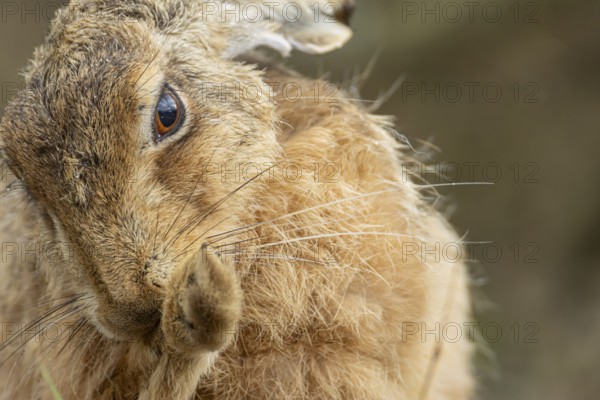 European brown hare (Lepus europaeus) adult animal washing its foot, England, United Kingdom