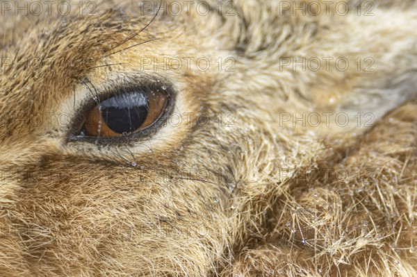European brown hare (Lepus europaeus) adult animal close up of its head and eye in a rain shower, England, United Kingdom