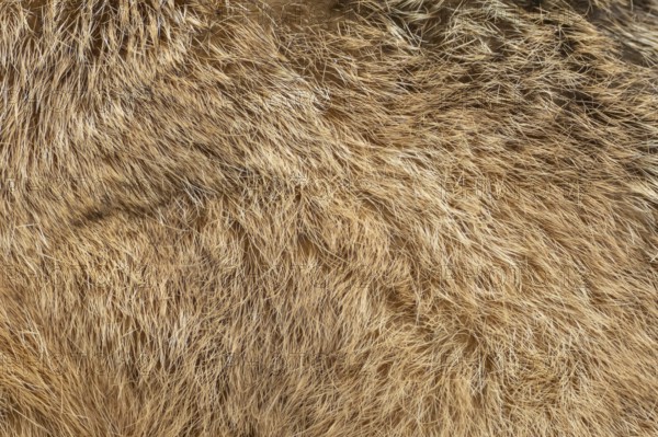 European brown hare (Lepus europaeus) adult animal close up of its body fur, England, United Kingdom