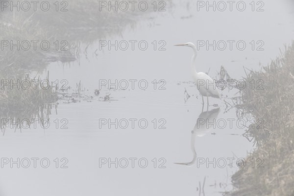 Great White Egret (Ardea alba) in the fog, Emsland, Lower Saxony, Germany