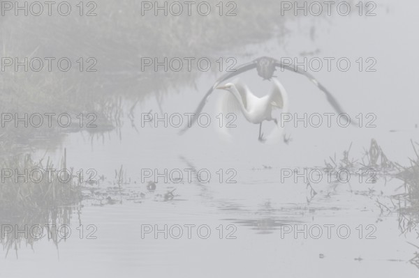 Great White Egret (Ardea alba) and Grey Heron (Ardea cinerea) in the fog, Emsland, Lower Saxony, Germany