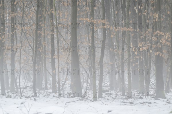 Beech forest (Fagus sylvatica) in the fog, Emsland, Lower Saxony, Germany
