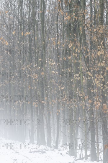 Beech forest (Fagus sylvatica) in the fog, Emsland, Lower Saxony, Germany