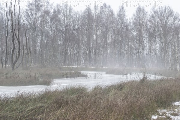 Moorland in fog, Emsland, Lower Saxony, Germany