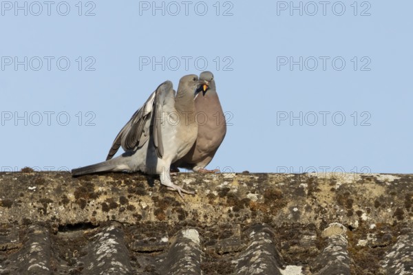 Wood pigeon (Columba palumbus) adult garden bird feeding a juvenile baby squab bird on a house roof in summer, England, United Kingdom