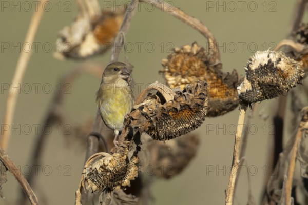 Eurasian greenfinch (Chloris chloris) adult garden bird feeding on sunflower seedhead seeds in winter, England, United Kingdom
