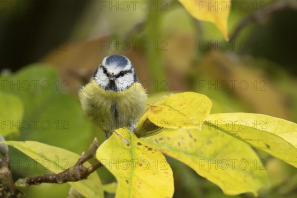 Blue tit (Cyanistes caeruleus) adult garden bird on a magnolia tree branch with autumn colour leaves, England, United Kingdom