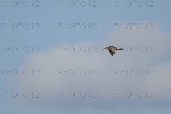 Eurasian curlew (Numenius arquata) adult wader bird flying in summer, England, United Kingdom
