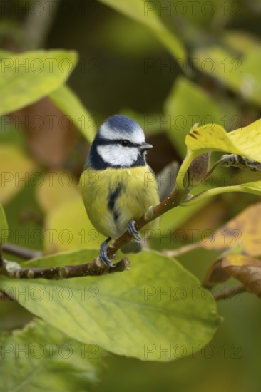 Blue tit (Cyanistes caeruleus) adult garden bird on a magnolia tree branch with autumn colour leaves, England, United Kingdom