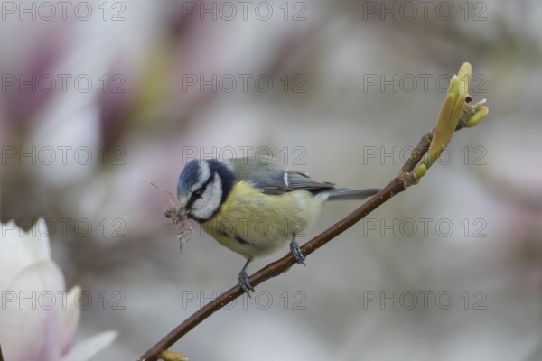 Blue tit (Cyanistes caeruleus) adult garden bird on a magnolia tree branch with spring blossom with nest material in its beak, England, United Kingdom