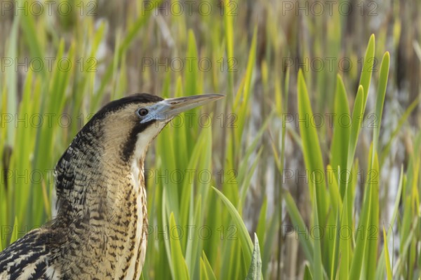 Eurasian or Great bittern (Botaurus stellaris) adult bird in a reedbed in spring, RSPB Minsmere nature reserve, Suffolk, England, United Kingdom