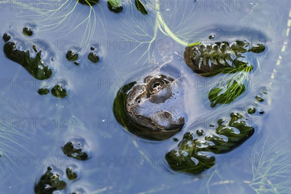 Common frog (Rana temporaria) adult amphibian on the water surface of a pond, England, United Kingdom