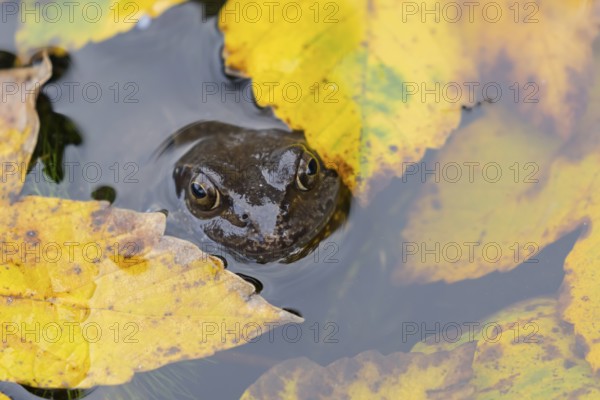 Common frog (Rana temporaria) adult amphibian on the water surface of a pond with fallen autumn leaves, England, United Kingdom