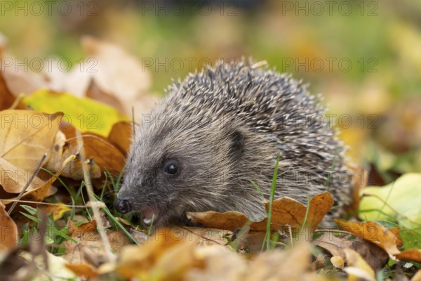 European hedgehog (Erinaceus europaeus) adult animal on fallen autumn leaves in a garden, England, United Kingdom