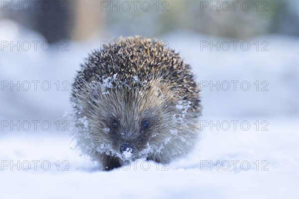 European hedgehog (Erinaceus europaeus) adult animal in a snow covered garden in winter, England, United Kingdom