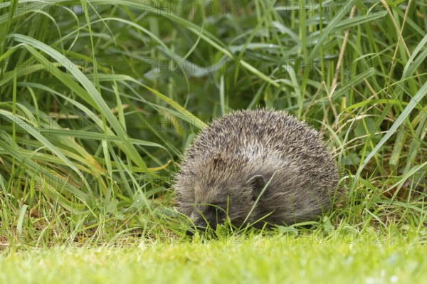 European hedgehog (Erinaceus europaeus) adult animal on a garden grass lawn next to a patch of long grass in summer, England, United Kingdom