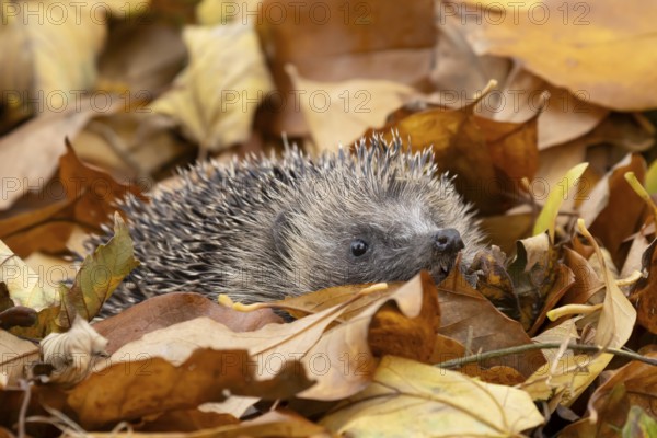 European hedgehog (Erinaceus europaeus) adult animal on a pile of fallen autumn leaves in a garden, England, United Kingdom