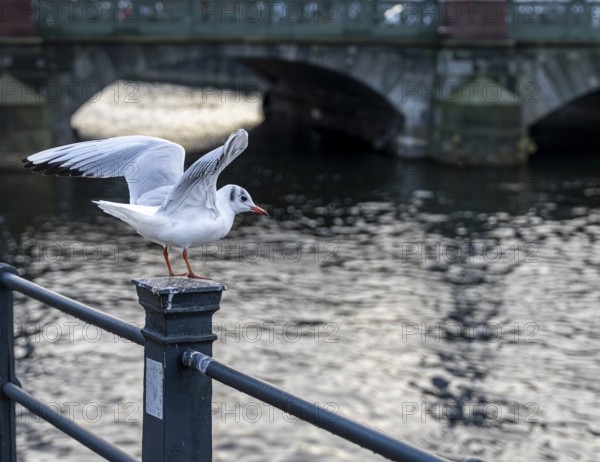 Seagulls on the railing on the banks of the Spree in Berlin Mitte, Germany