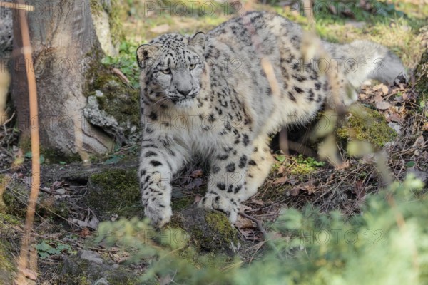A snow leopard (Panthera uncia) stalks its siblings between rocks and trees in hilly terrain on a sunny day. Captive