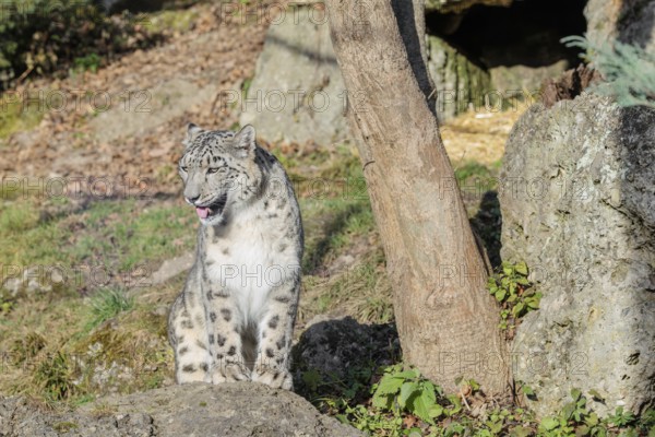 A snow leopard (Panthera uncia) sits in bright sunlight on a rock next to a tree in hilly terrain. Captive