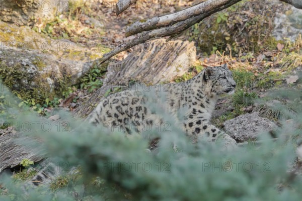 A snow leopard (Panthera uncia) runs along a mountainside between rocks and trees on a sunny day. Captive