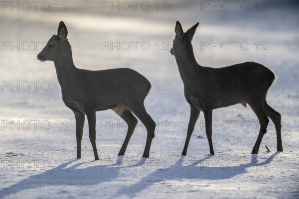 Roe deer (Capreolus capreolus) in the snow, Emsland, Lower Saxony, Germany
