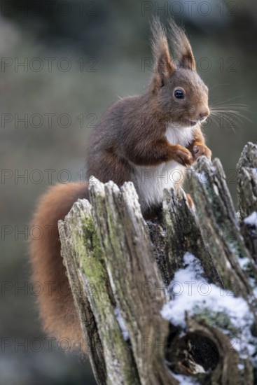Squirrel (Sciurus vulgaris), Emsland, Lower Saxony, Germany