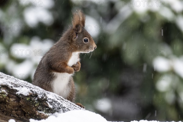 Squirrel (Sciurus vulgaris), Emsland, Lower Saxony, Germany