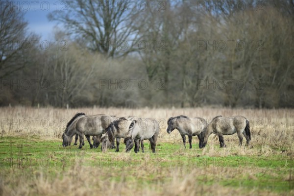 A group of wild horses Koniks graze in a meadow in an autumnal setting, Dümmer nature park Park, Lower Saxony, Germany