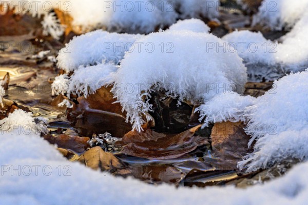 Ilsenburg, Saxony-Anhalt, Germany, close-up of frozen leaves in winter covered with a layer of snow and ice on the Ilse river in the Harz National Park on the Heinrich-Heine trail Ilsetal hiking trail