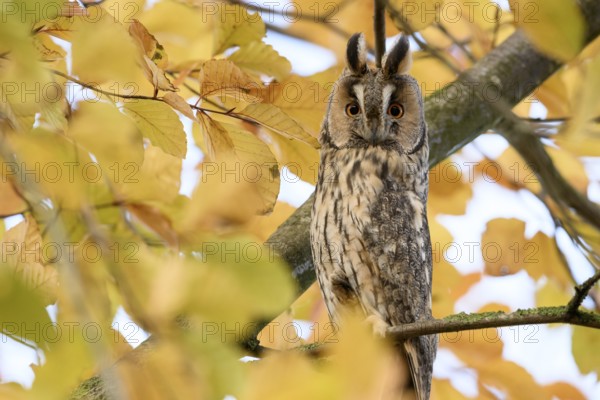 A long-eared owl (Asio otus) sits attentively on a branch with erect feather ears amidst the yellow autumn leaves of a beech (Fagus sylvatica), Dümmer nature park Park, Lower Saxony, Germany