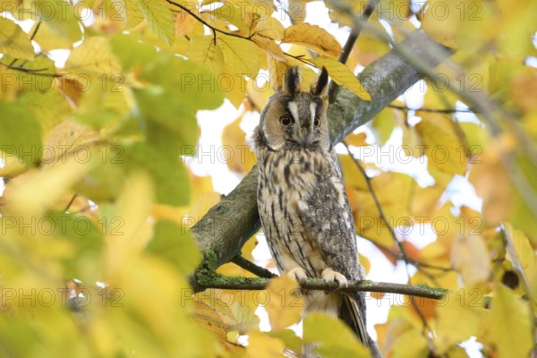 A long-eared owl (Asio otus) sits attentively on a branch amidst the yellow autumn leaves of a beech tree (Fagus sylvatica), Dümmer nature park Park, Lower Saxony, Germany