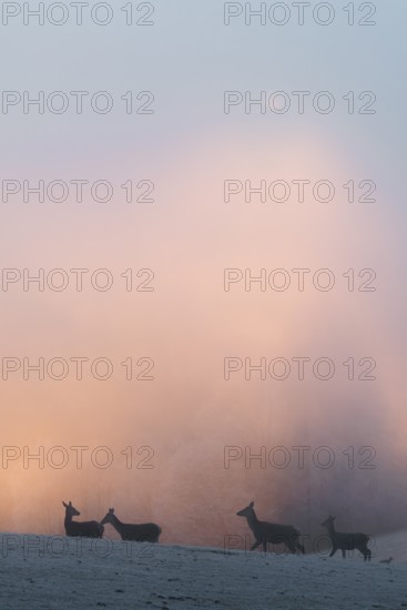 Four female red deer (Cervus elaphus) stand on a snow-covered meadow at sunrise, with dense, colorful fog in the background