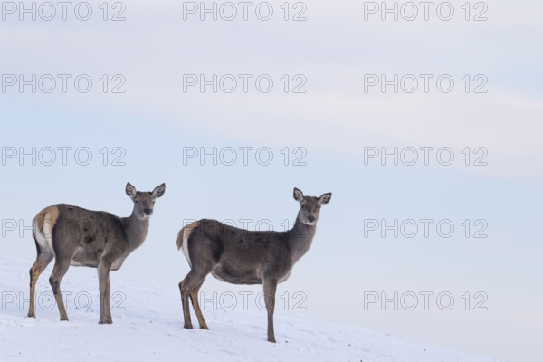 Two female red deer (Cervus elaphus) stand on a snow-covered meadow on a cold day. In the background is a blue sky with some clouds
