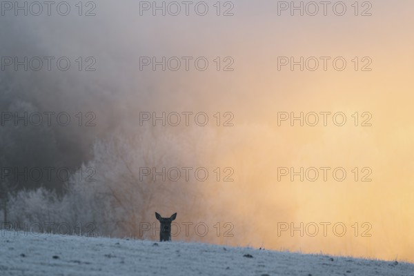 A female red deer (Cervus elaphus) stands behind a hill on a snow-covered meadow at sunrise and watches the photographer. Only her head is visible. In the background is dense, colorful fog