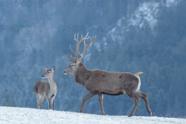 A red deer stag (Cervus elaphus) runs across a snow-covered meadow on a cold day. A female red deer stands in front of the stag. In the background, a mountain forest can be seen in cold, blue fog