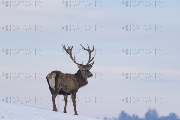 A red deer stag (Cervus elaphus) stands on a snow-covered meadow on a cold day. In the background is a blue sky with some clouds