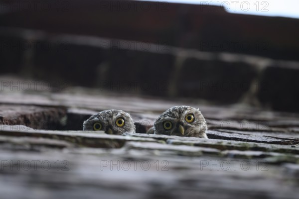 Two young little owls (Athene noctua) peering attentively out of an opening in a wall, Wiehengebirge, Lower Saxony, Germany