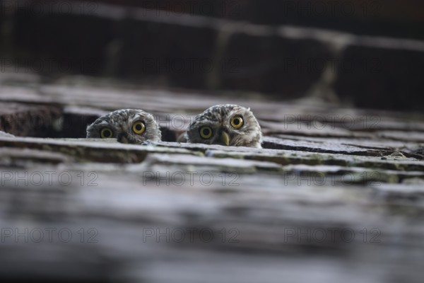 Two young little owls (Athene noctua) peering curiously from behind a wall and observing their surroundings, Wiehengebirge, Lower Saxony, Germany